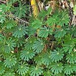 Manihot grahamii Leaf