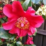 Camellia sasanqua Flor