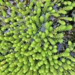 Myriophyllum aquaticum Hoja