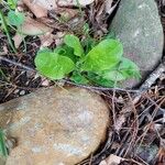 Cynoglossum virginianum Habitatea
