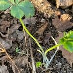 Sanicula canadensis Feuille