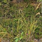 Achnatherum calamagrostis Habitus