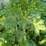 Artemisia annua ഇല