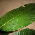 Isertia coccinea Leaf