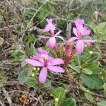 Epidendrum secundum Flower