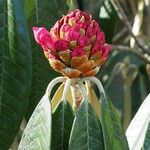 Rhododendron lanigerum Ďalší