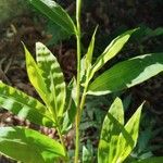 Ichnanthus pallens Feuille