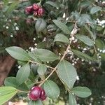 Syzygium australe Fuelha