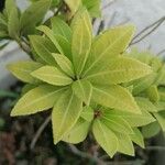 Pieris japonica Leaf