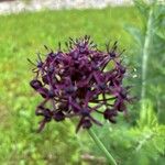 Allium atropurpureum Flower