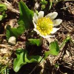 Caltha leptosepala عادت