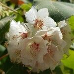 Dombeya burgessiae Flower