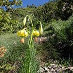 Lilium pyrenaicum Fleur