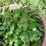 Passiflora lutea Leaf