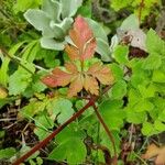 Geranium robertianumFolla