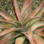 Aloe vanbalenii Habit