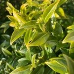 Sarcococca pruniformis Fuelha