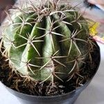 Ferocactus latispinus Лист