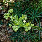 Helleborus foetidusΛουλούδι