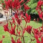 Anigozanthos flavidusFlower