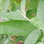 Buddleja japonica Leaf