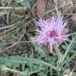 Klasea nudicaulis फूल