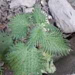 Urtica pilulifera Blatt