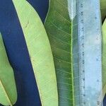 Ficus paraensis Leaf