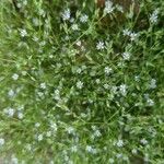 Sabulina tenuifolia Flower