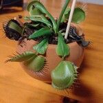 Dionaea muscipula Folha