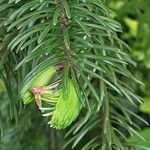 Picea omorika ഇല