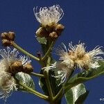 Arillastrum gummiferum Blüte