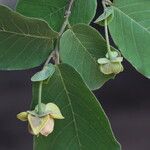 Monanthotaxis obovata Flower