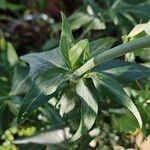 Valeriana lecoqii برگ