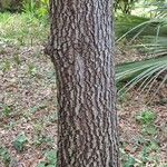 Quercus sartorii Kabuk