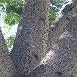 Ceiba insignis Bark