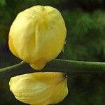 Citrus trifoliata फूल