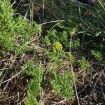 Lomatium grayi Hábito