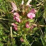 Pedicularis sylvatica Flower