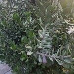 Senecio decaryi Hoja