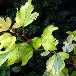 Physocarpus opulifolius Elinympäristö