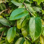 Ficus assamica Leaf