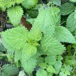 Urtica membranacea Листок