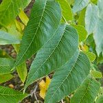Juglans nigra Likasa