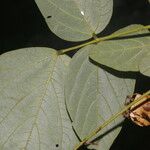 Desmodium purpusii Hoja