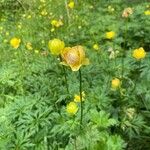 Trollius europaeus Květ