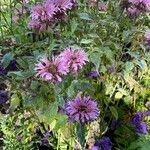 Monarda fistulosa Kvet