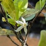 Malouetia tamaquarinaFlower