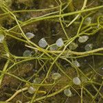 Utricularia gibba Fruit