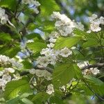 Crataegus holmesiana ফুল